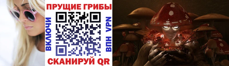 Купить  Камызяк  Галлюциногенные грибы Psilocybe 